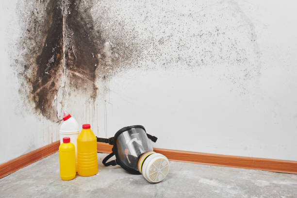 Mold Removal and Inspection in Oak Hill, TN
