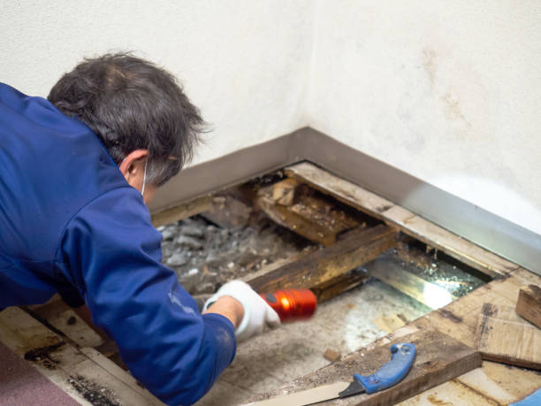 Mold Removal Process in Oak Hill, TN