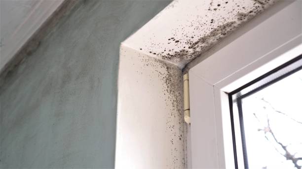 Best Mold Damage Repair  in Oak Hill, TN