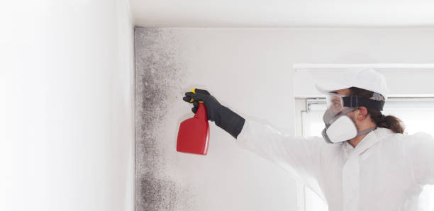 Best Same-Day Mold Removal  in Oak Hill, TN