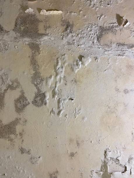Best Crawl Space Mold Removal  in Oak Hill, TN