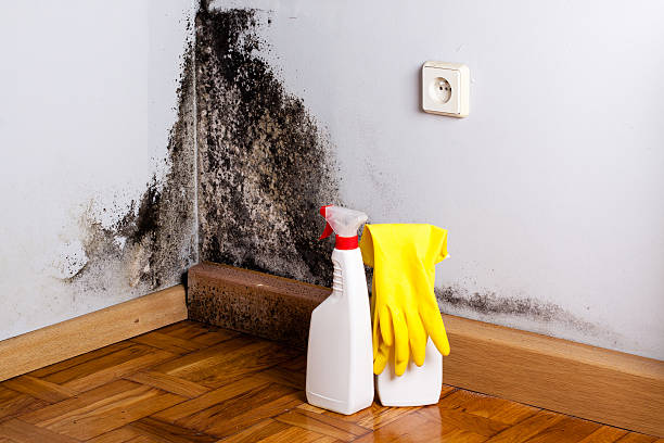 Best Mold Removal Specialists  in Oak Hill, TN