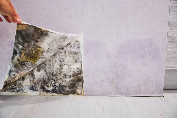 Best Mold Remediation  in Oak Hill, TN